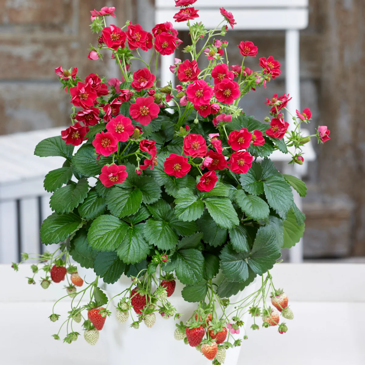 Bio Rosen-Erdbeere - Image 4