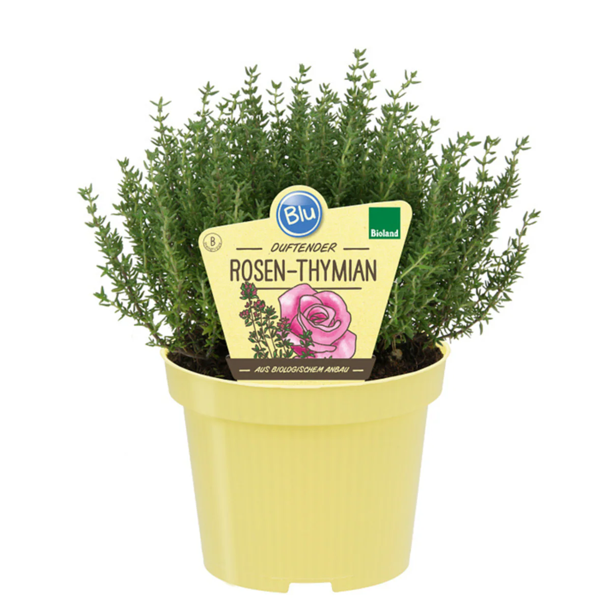 Bio Rosen-Thymian - Image 2