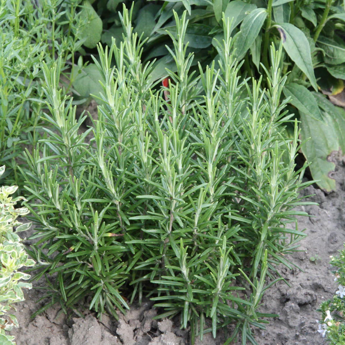 Bio Rosmarin