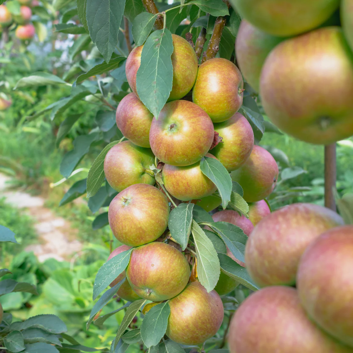 Bio Säulenapfel 'Aromaspur' - Image 3