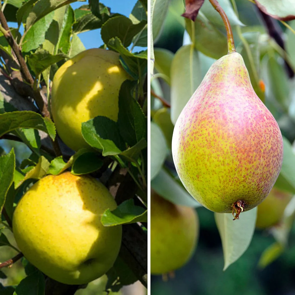 Bio-Säulenobst Apfel & Birne, 2 Pflanzen