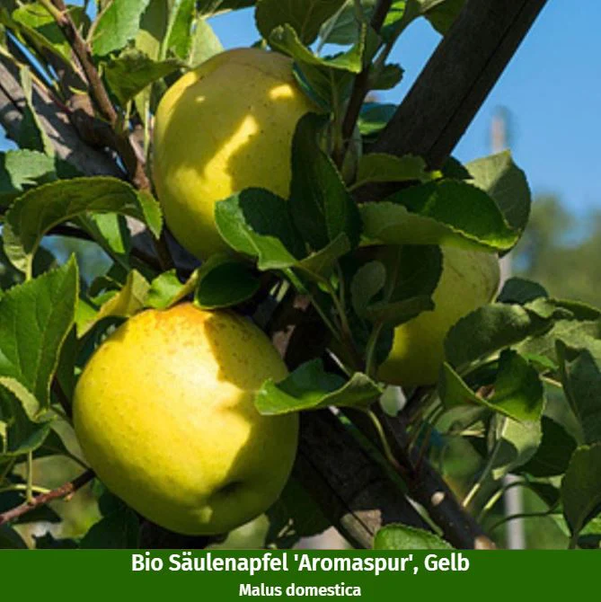 Bio-Säulenobst Apfel & Kirsche, 2 Pflanzen - Image 2