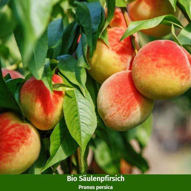 Bio-Säulenobst Pfirsich & Pflaume, 2 Pflanzen - Image 2