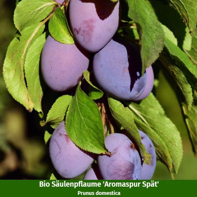 Bio-Säulenobst Pfirsich & Pflaume, 2 Pflanzen - Image 3