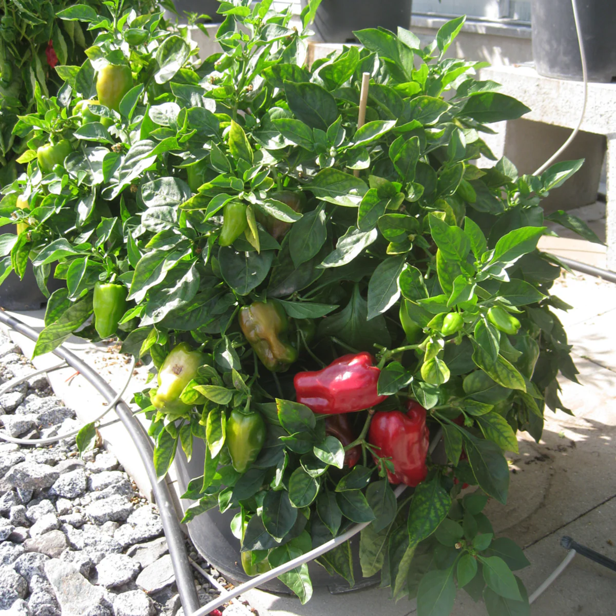 Bio Snack-Paprika - Image 3