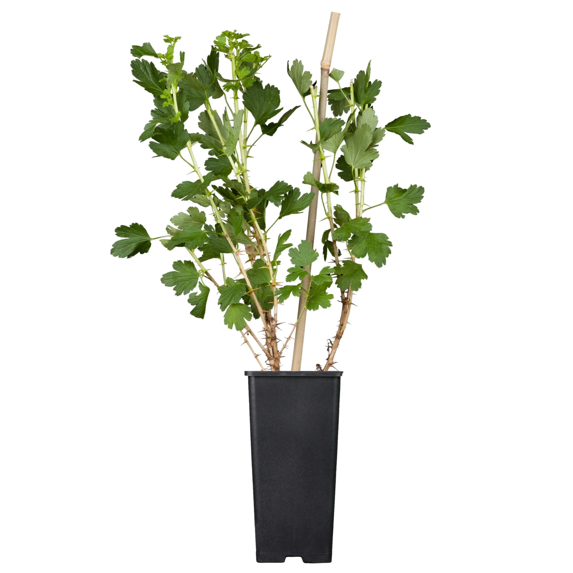 Bio Stachelbeere 'Hinnonmäki', Busch - Image 3
