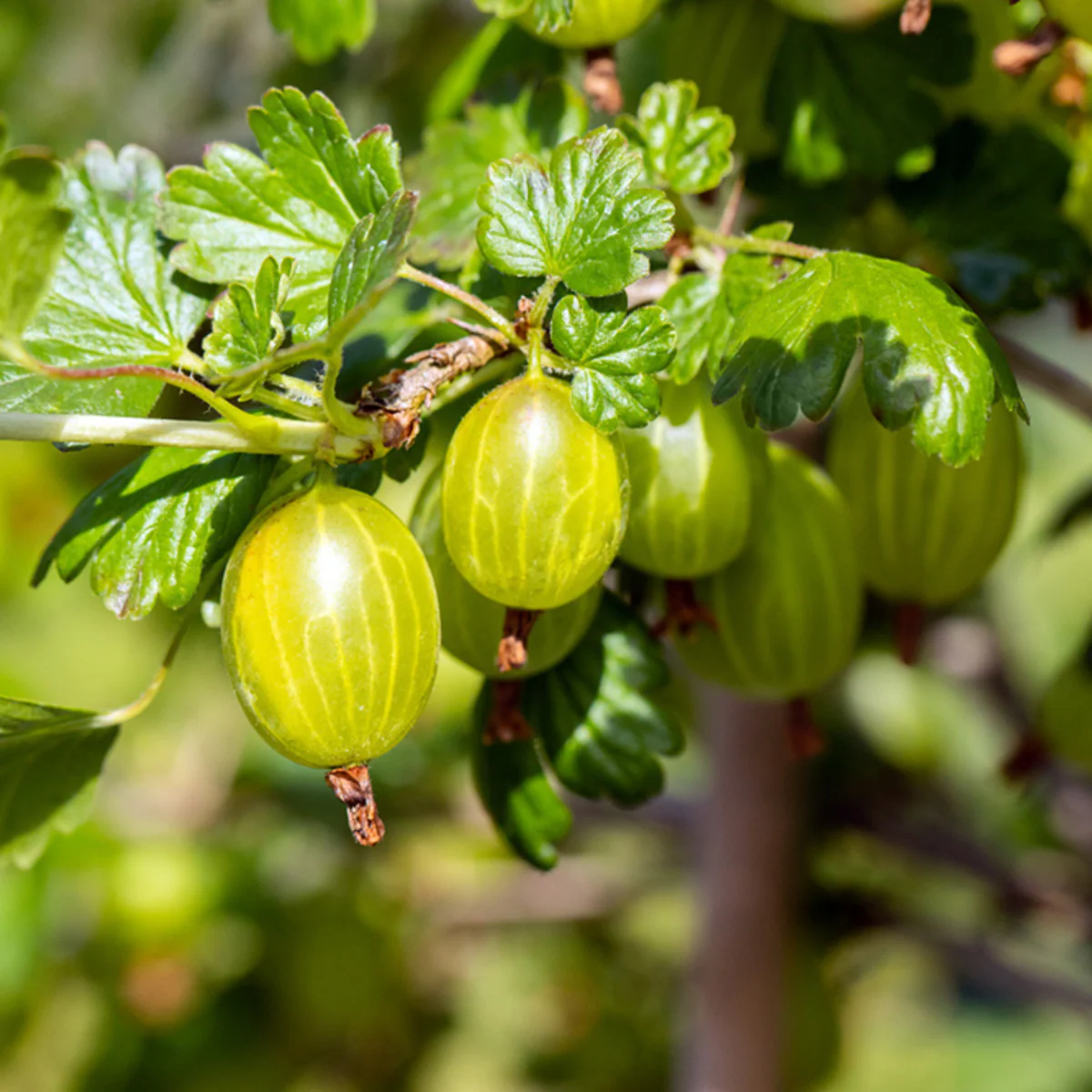 Bio Stachelbeere 'Hinnonmäki', Busch