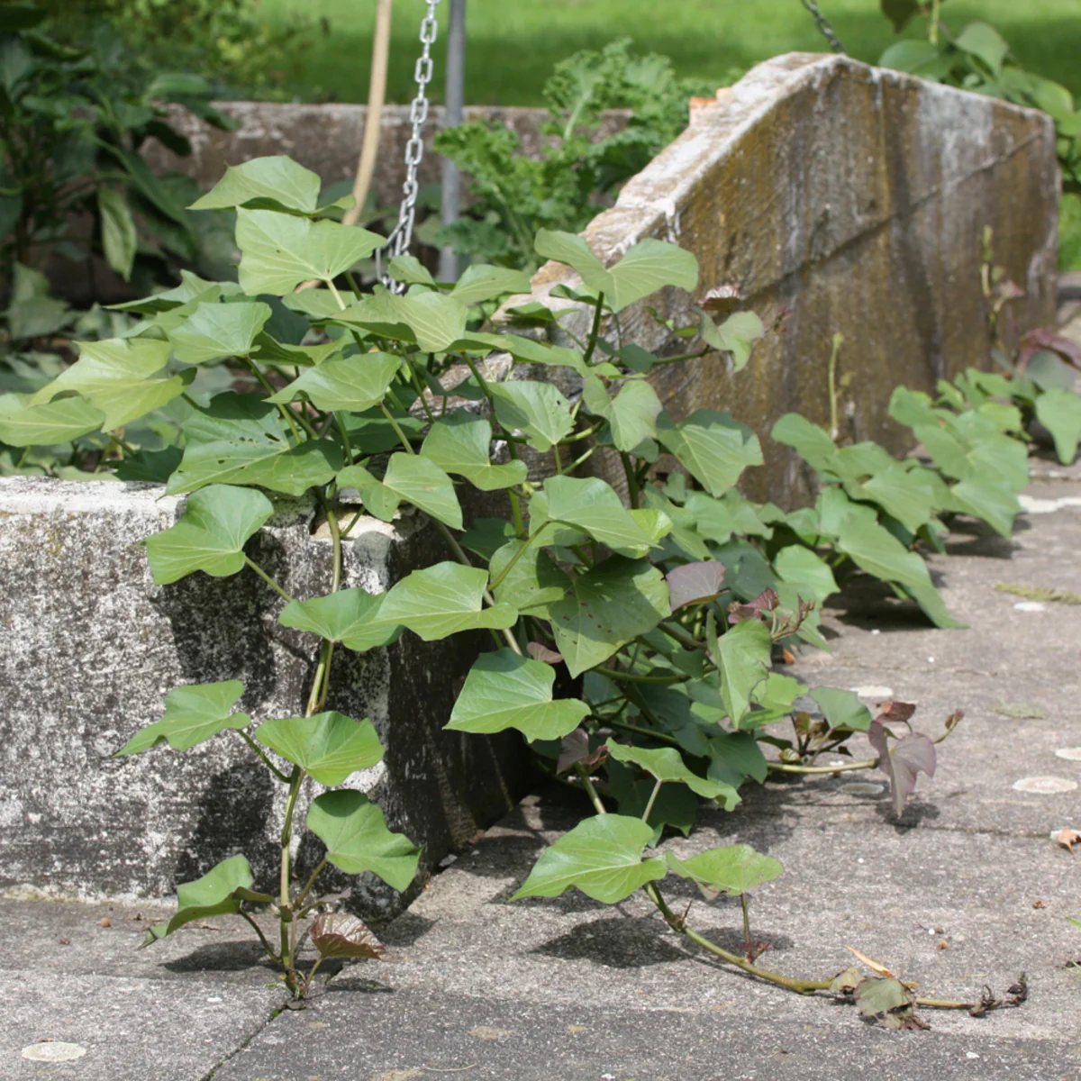 Bio Süßkartoffel - Image 3