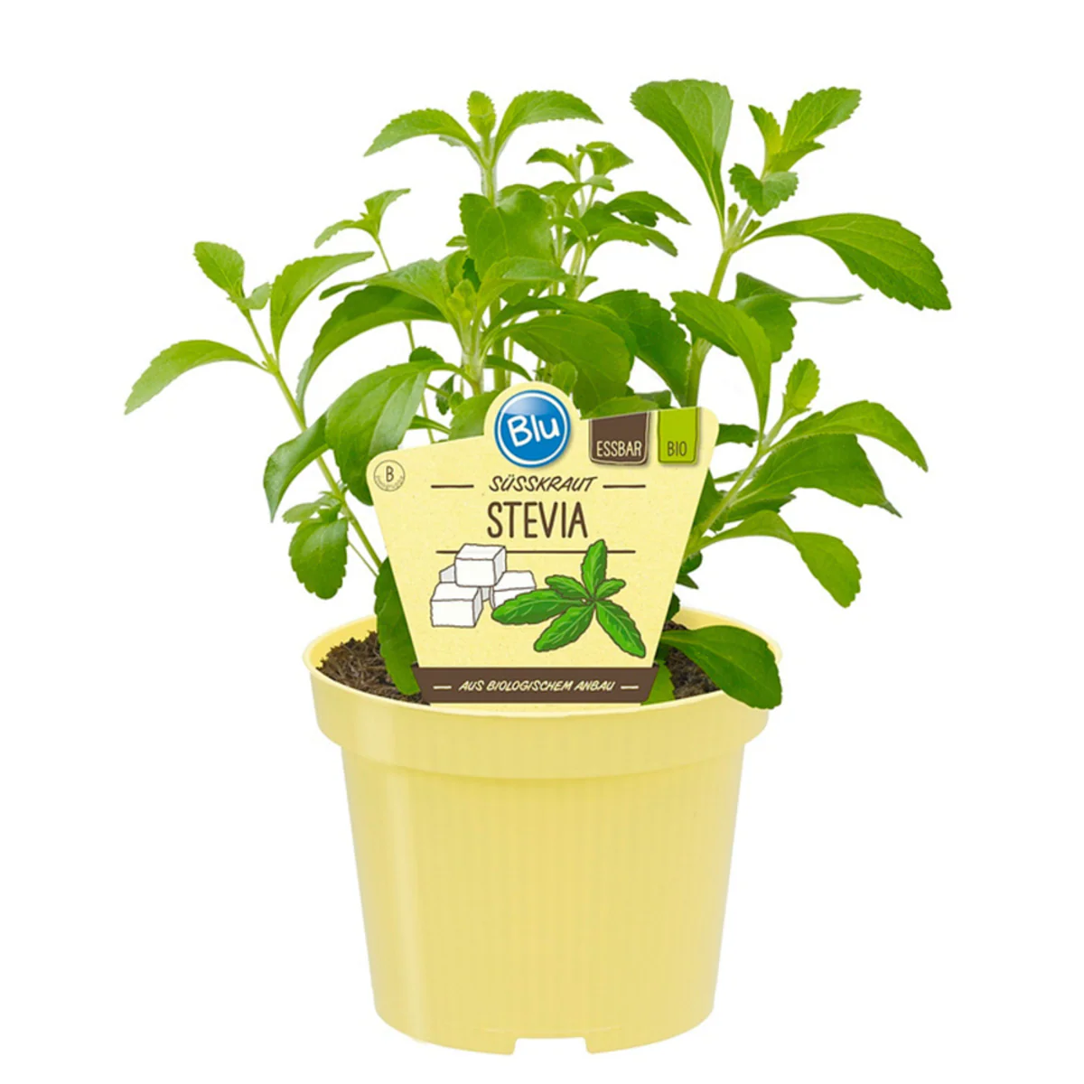 Bio Süßkraut Stevia - Image 2