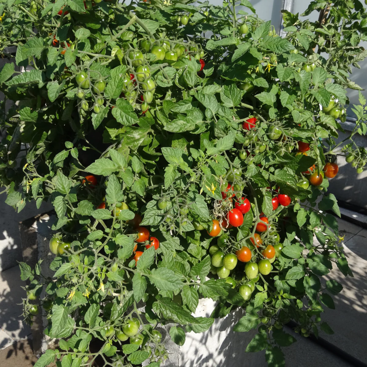 Bio Tomate Buschtomate - Image 3