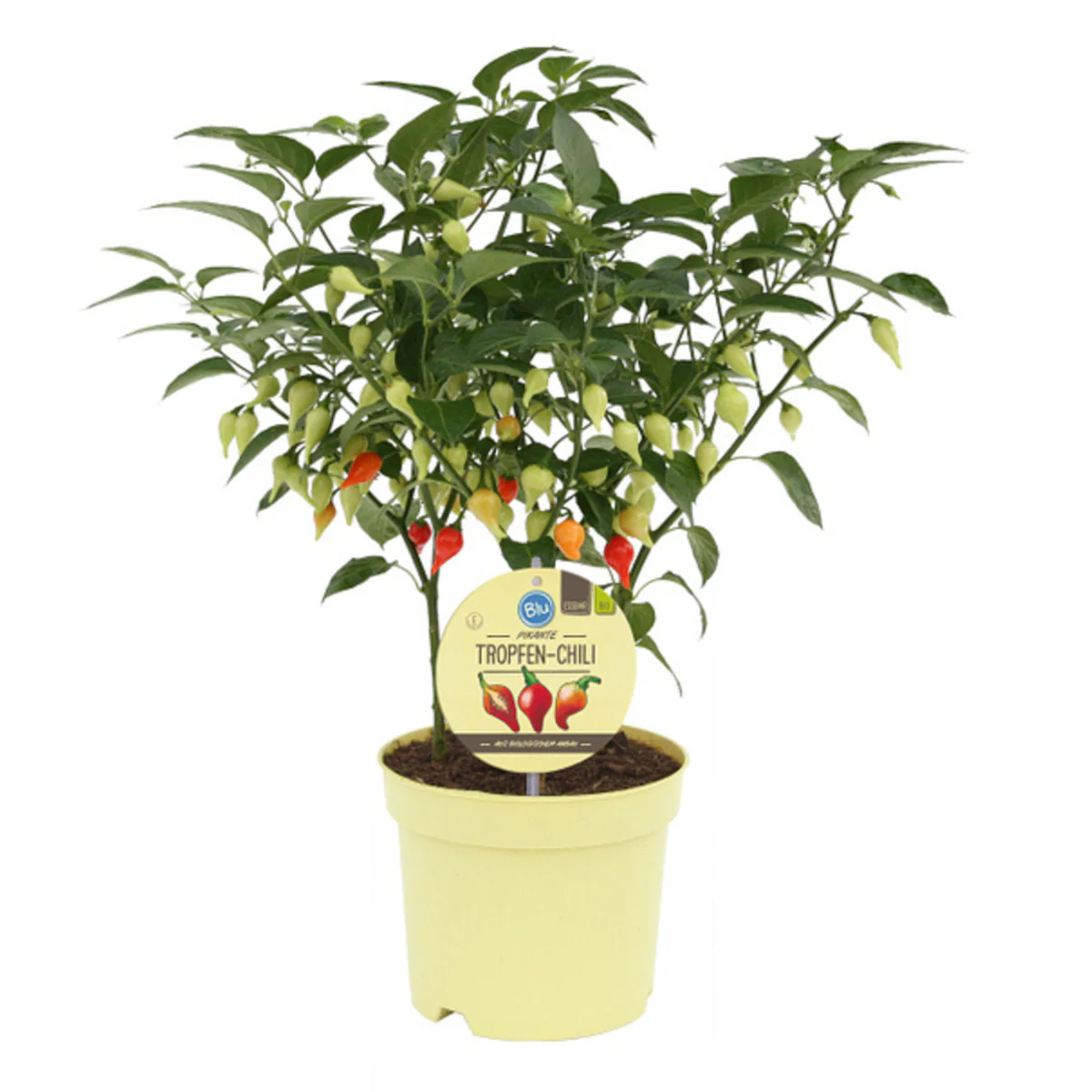 Bio Tropfen-Chili - Image 5