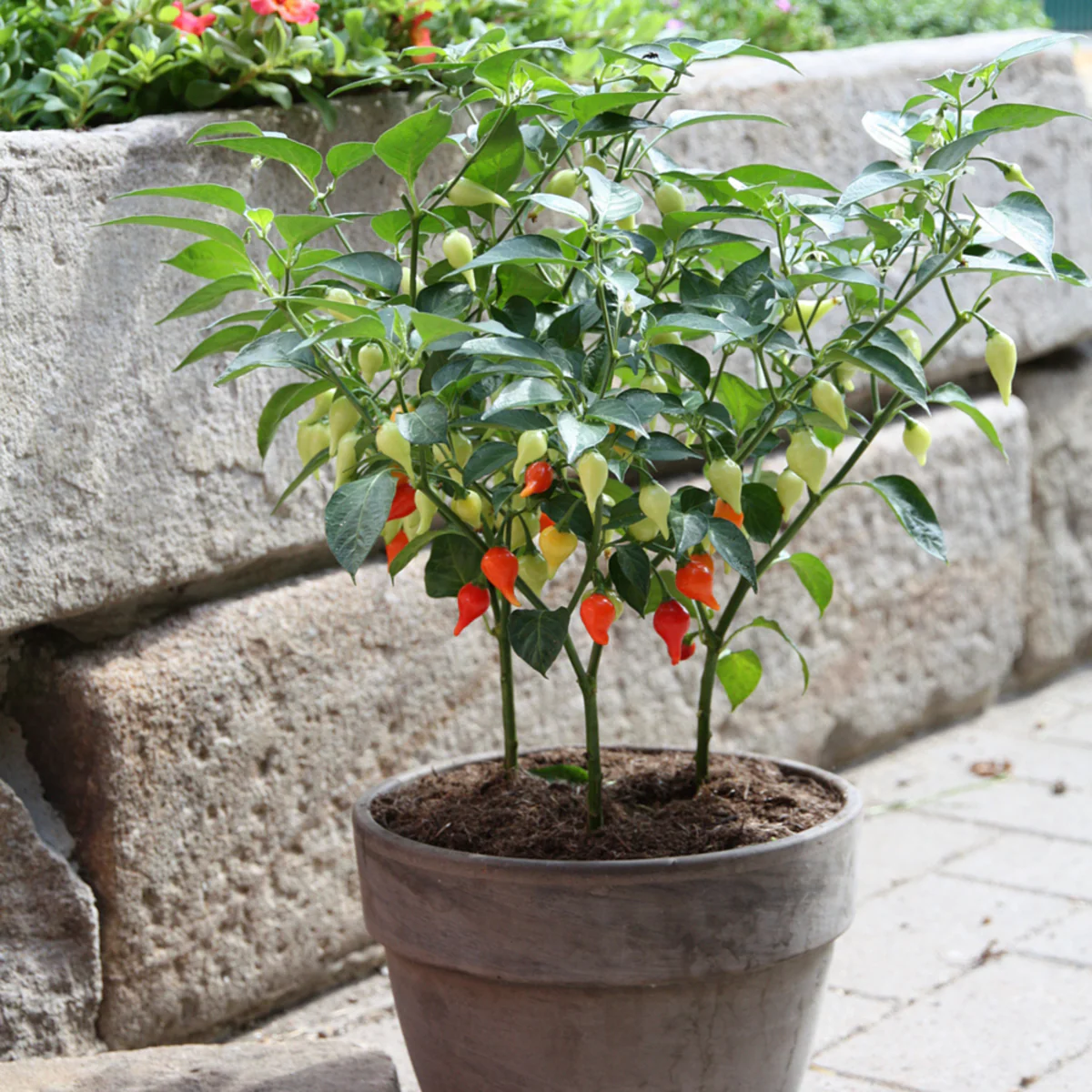 Bio Tropfen-Chili - Image 6
