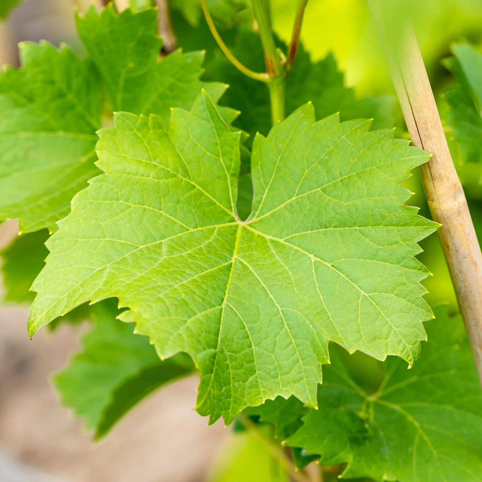 Bio Weinrebe 'Nero' - Image 2
