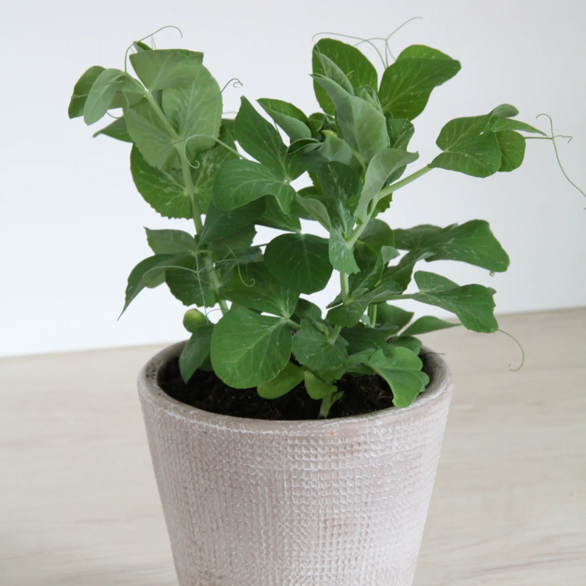 Bio Zuckererbse - Image 3