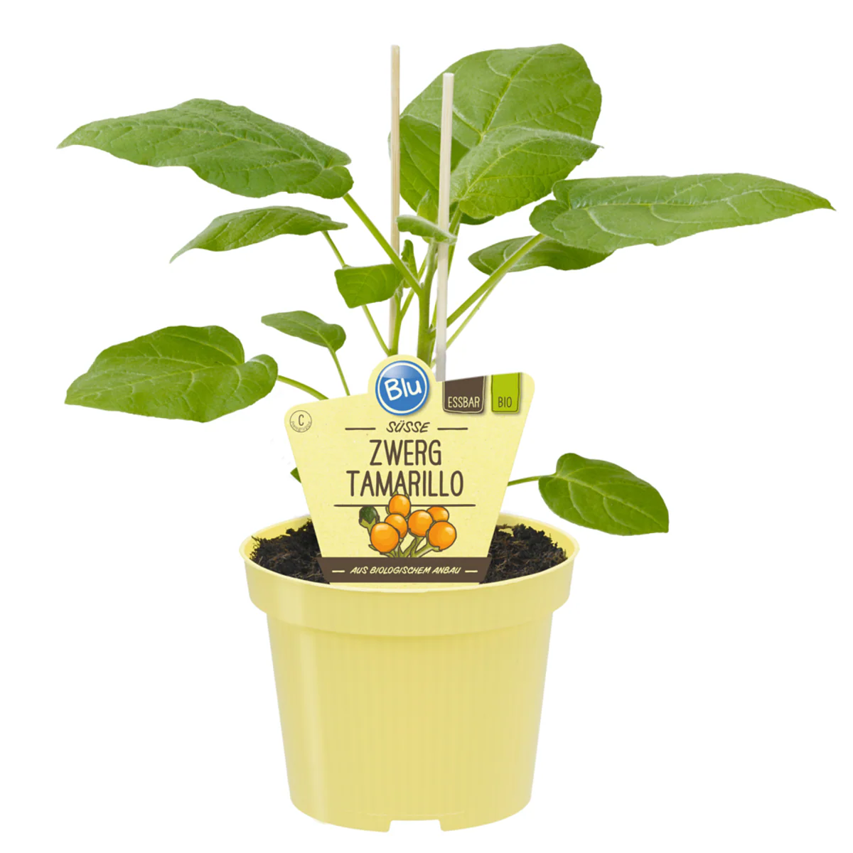 Bio Zwerg-Tamarillo - Image 2