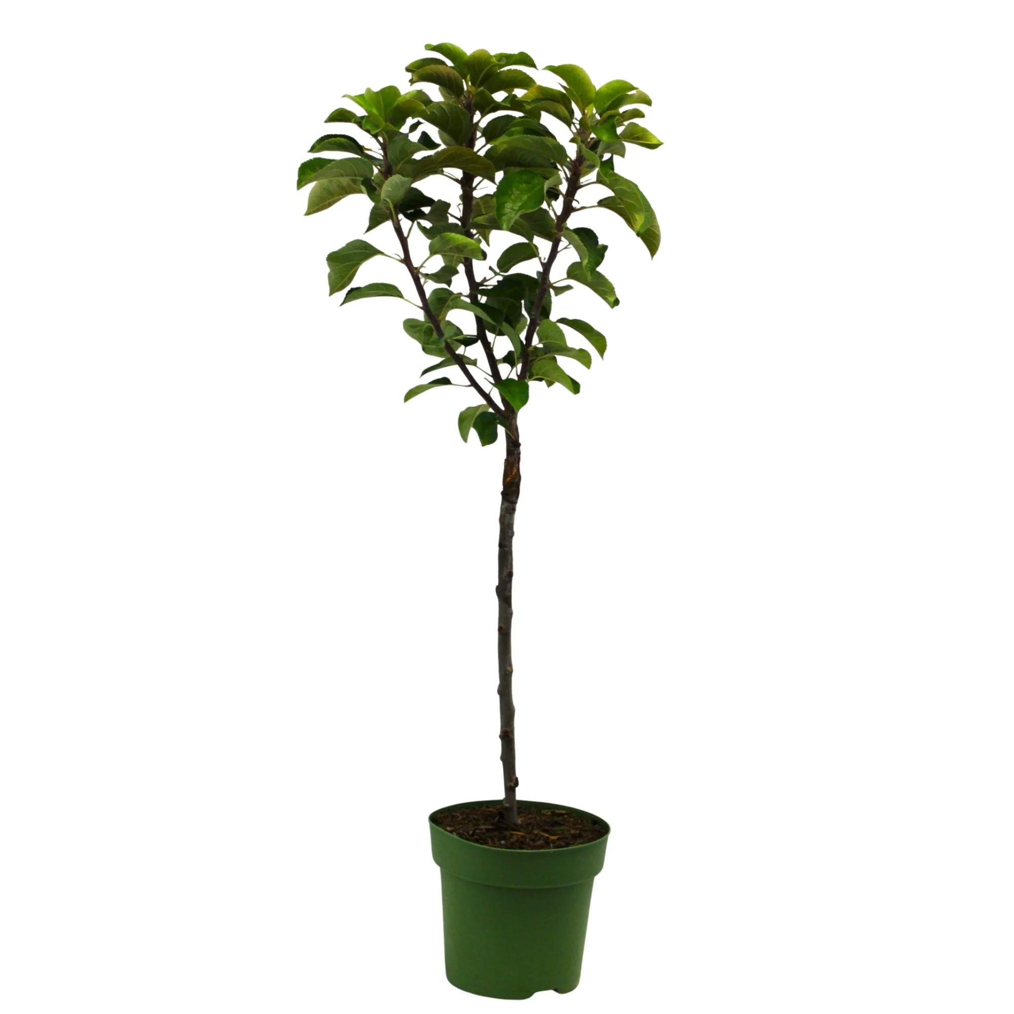 Bio Zwergapfel Zwergenstar® 'Delgrina' - Image 3