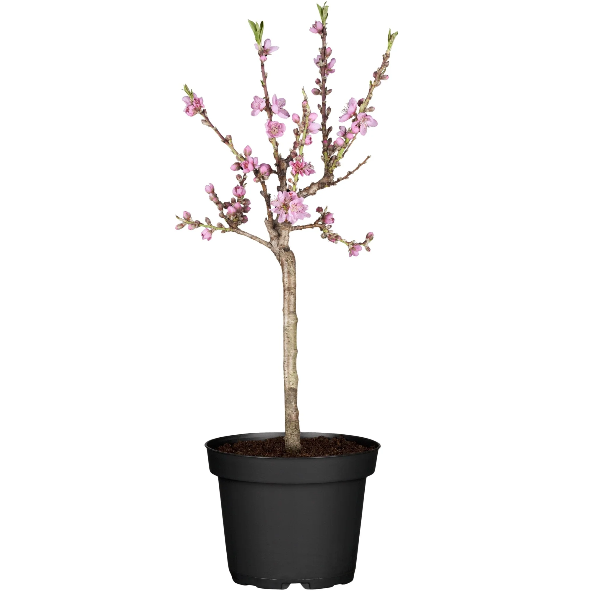 Bio Zwergnektarine Zwergenstar® - Image 3