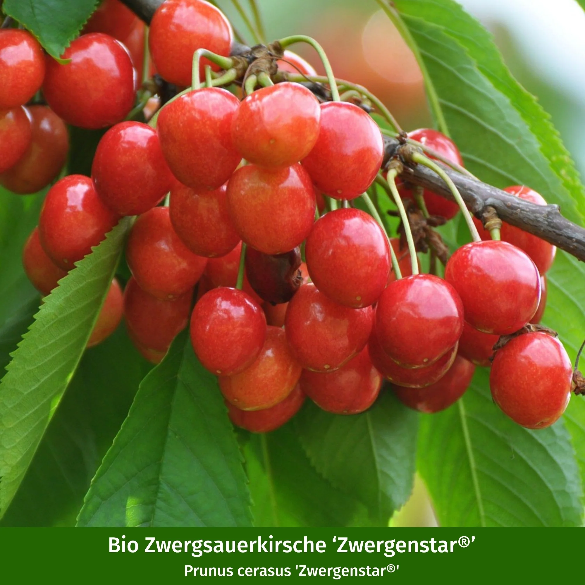 Bio-Zwergobst-Set Zwergenstar® Apfel & Kirsche - Image 3
