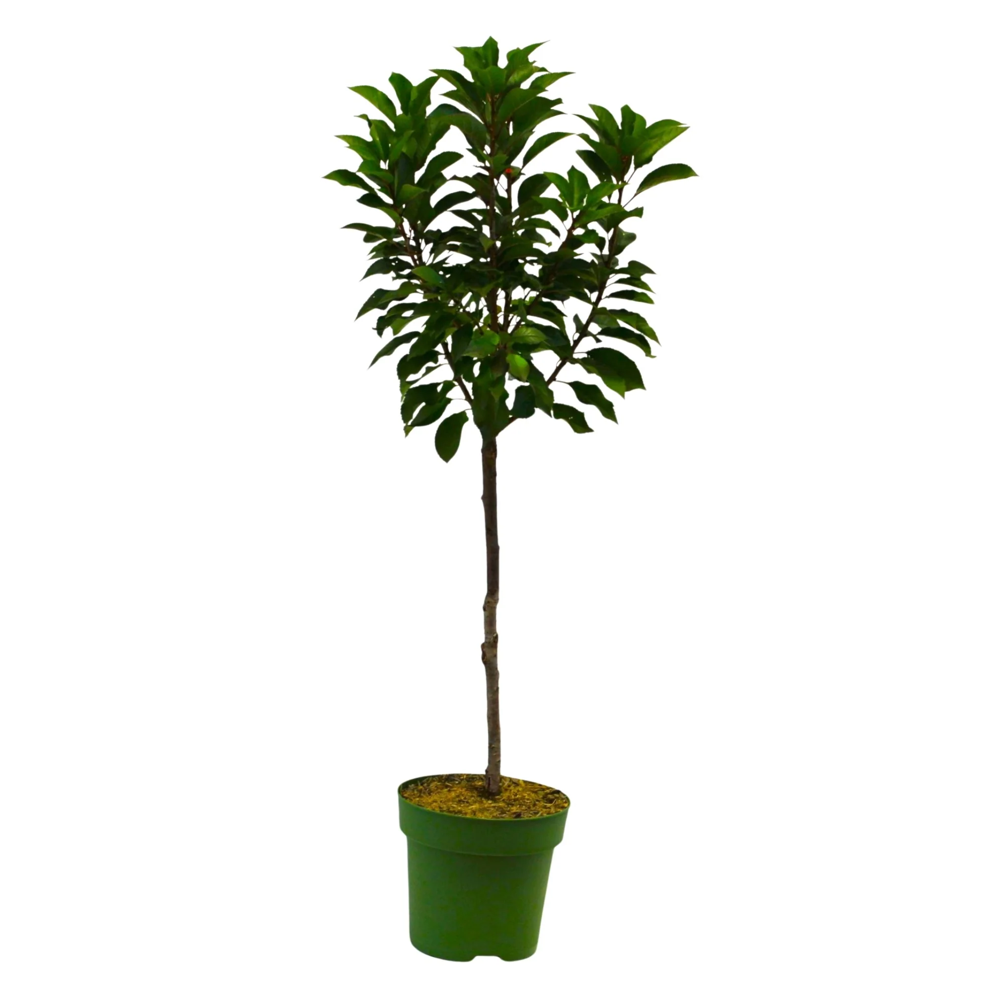 Bio Zwergsauerkirsche Zwergenstar® 'Cinderella' - Image 2