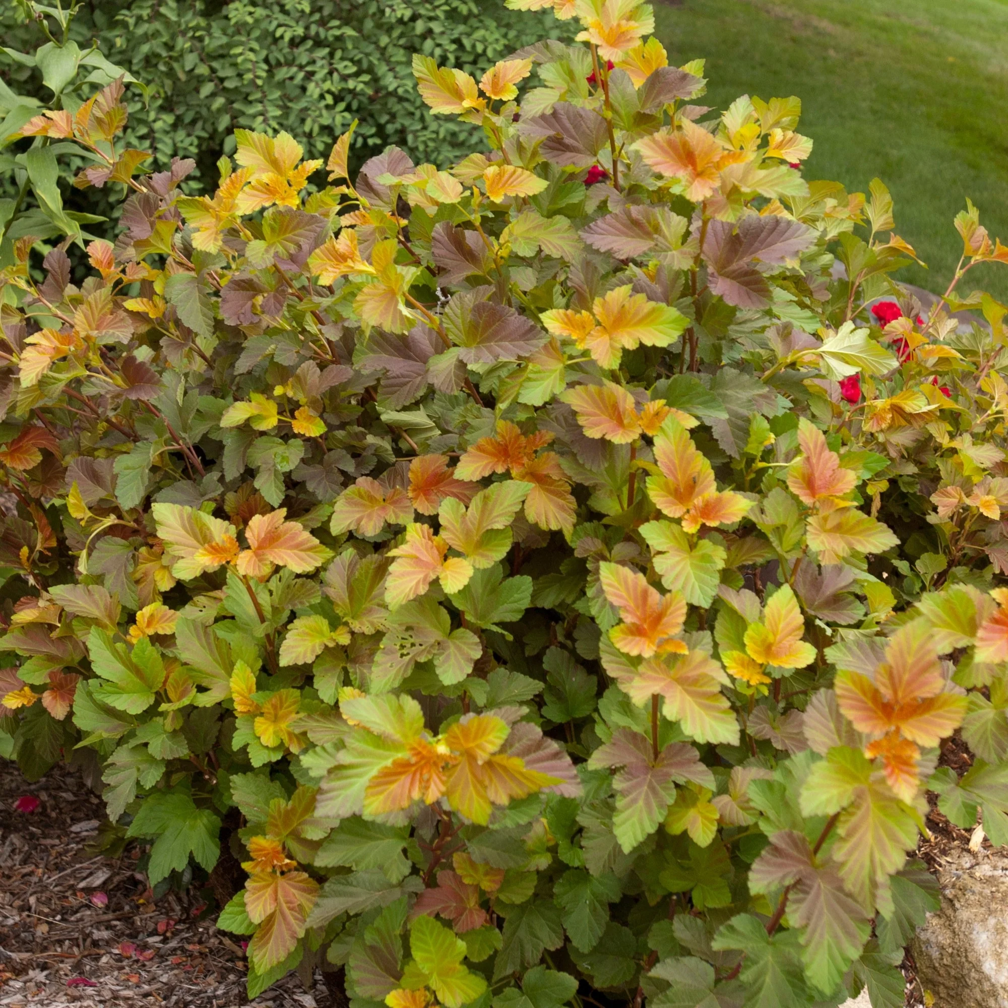Blasenspiere 'Amber Jubilee®' - Image 4