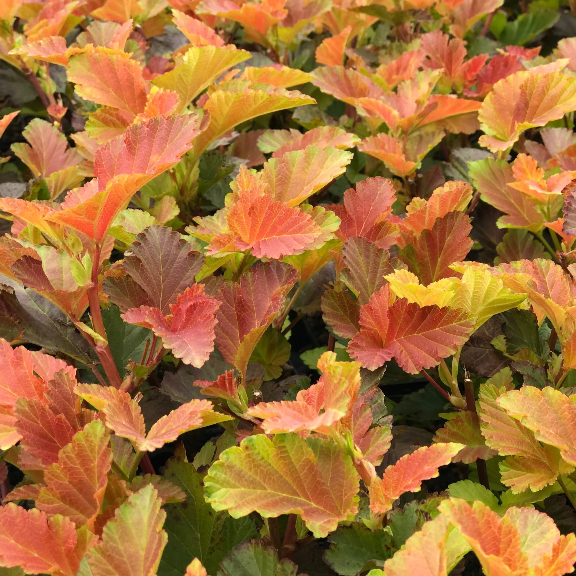 Blasenspiere 'Amber Jubilee®' - Image 6