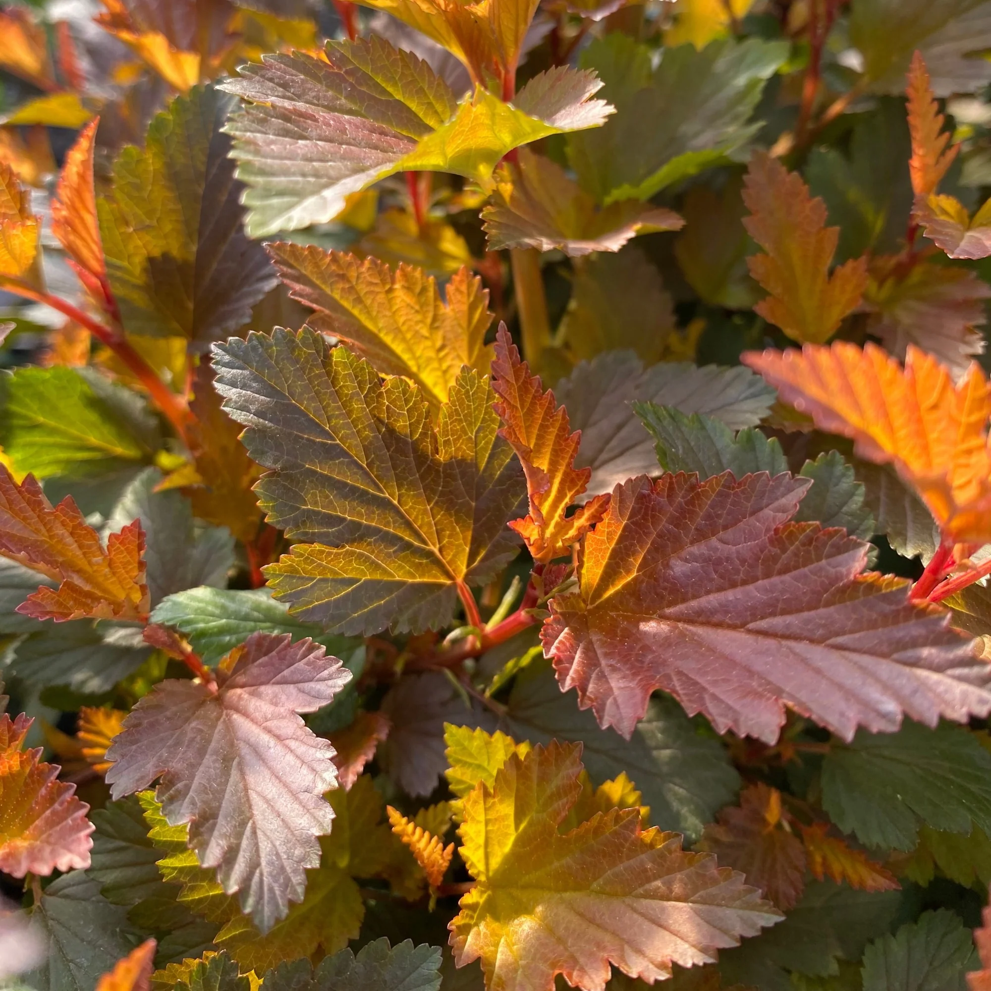 Blasenspiere 'Magical® Sweet Cherry Teaⓢ' - Image 3