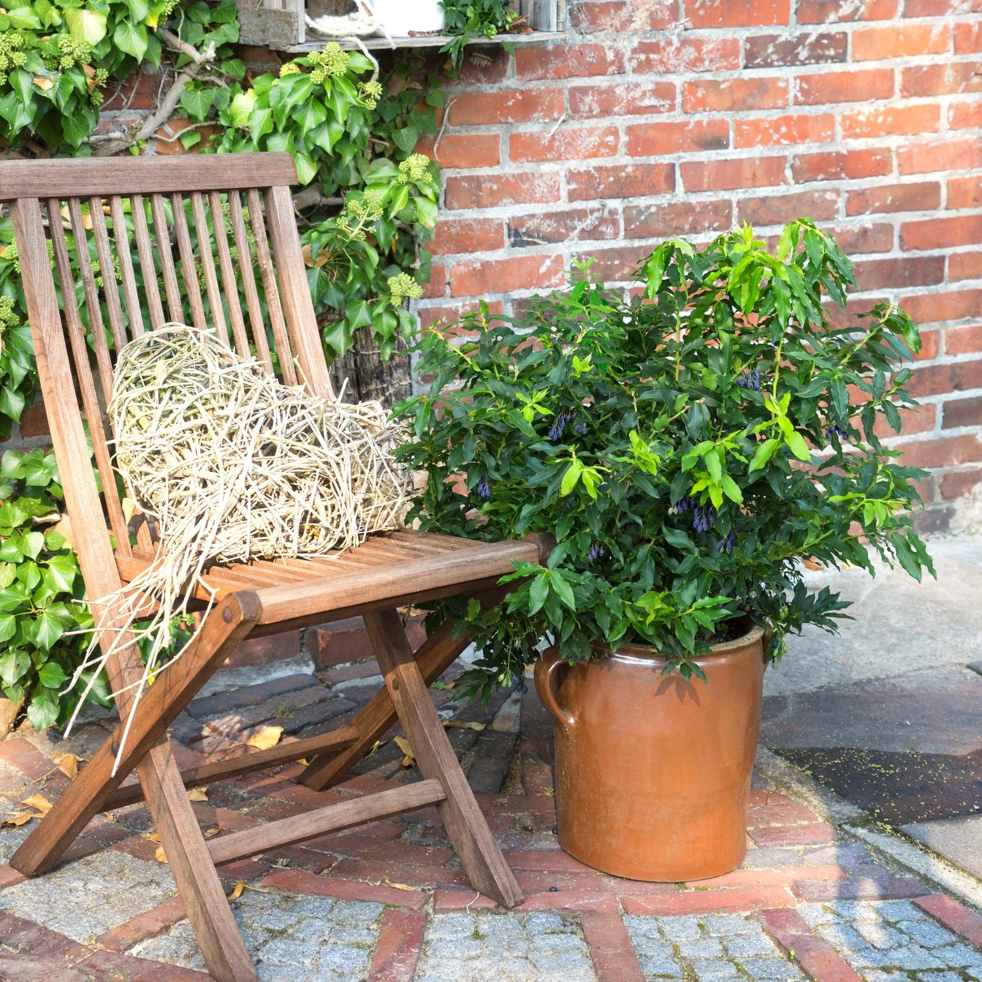 Blaubeere 'Lucky Berry®'