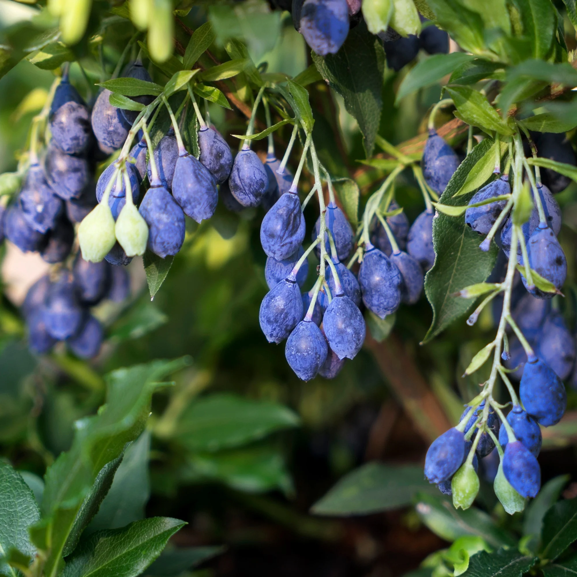 Blaubeere 'Lucky Berry®' - Image 2