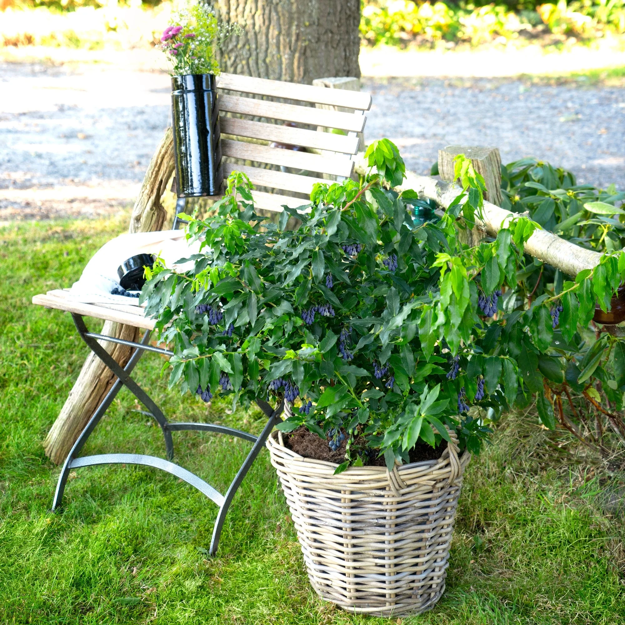 Blaubeere 'Lucky Berry®' - Image 3