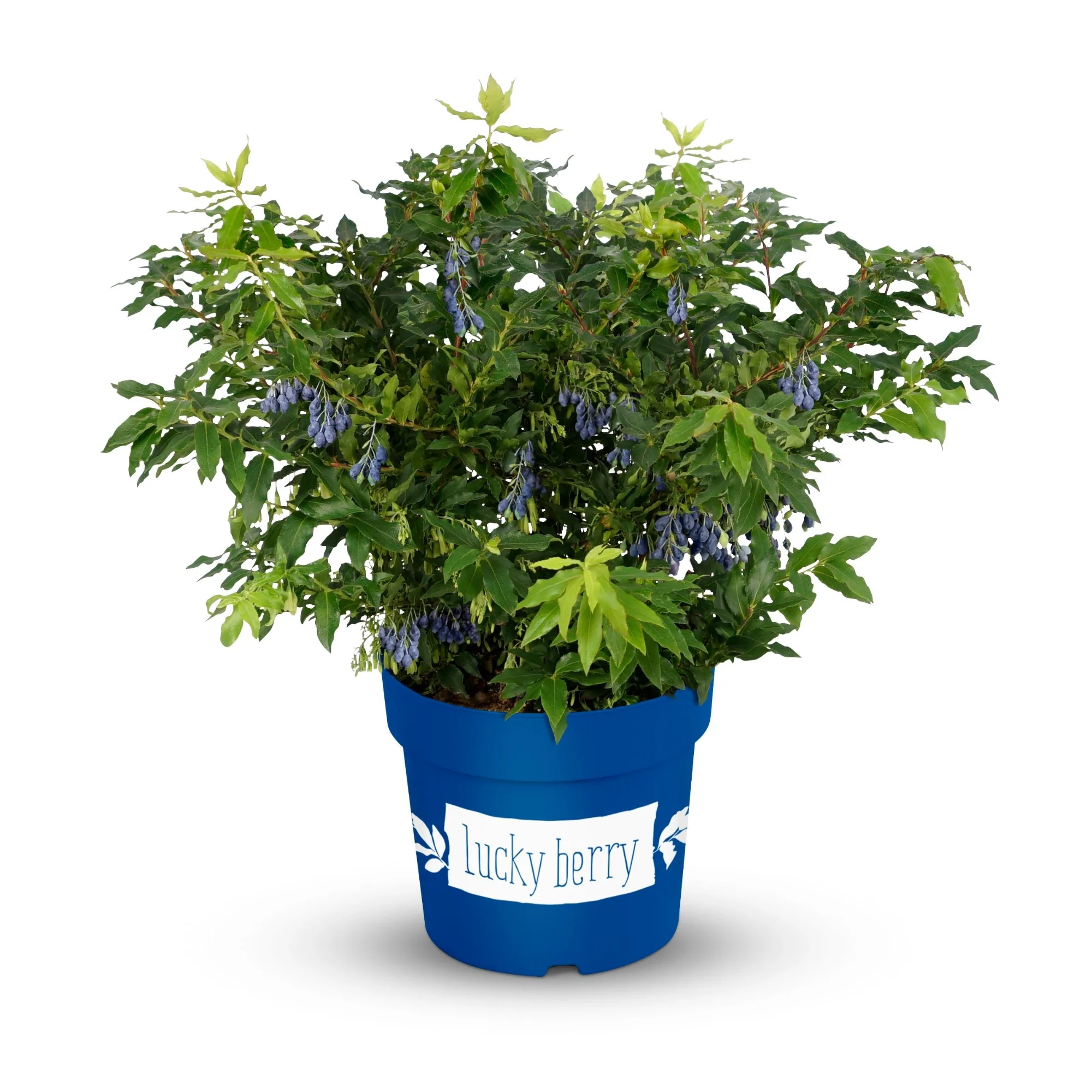 Blaubeere 'Lucky Berry®' - Image 4