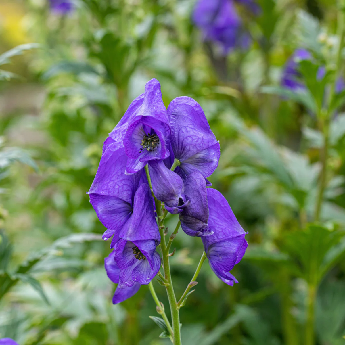 Blauer Eisenhut