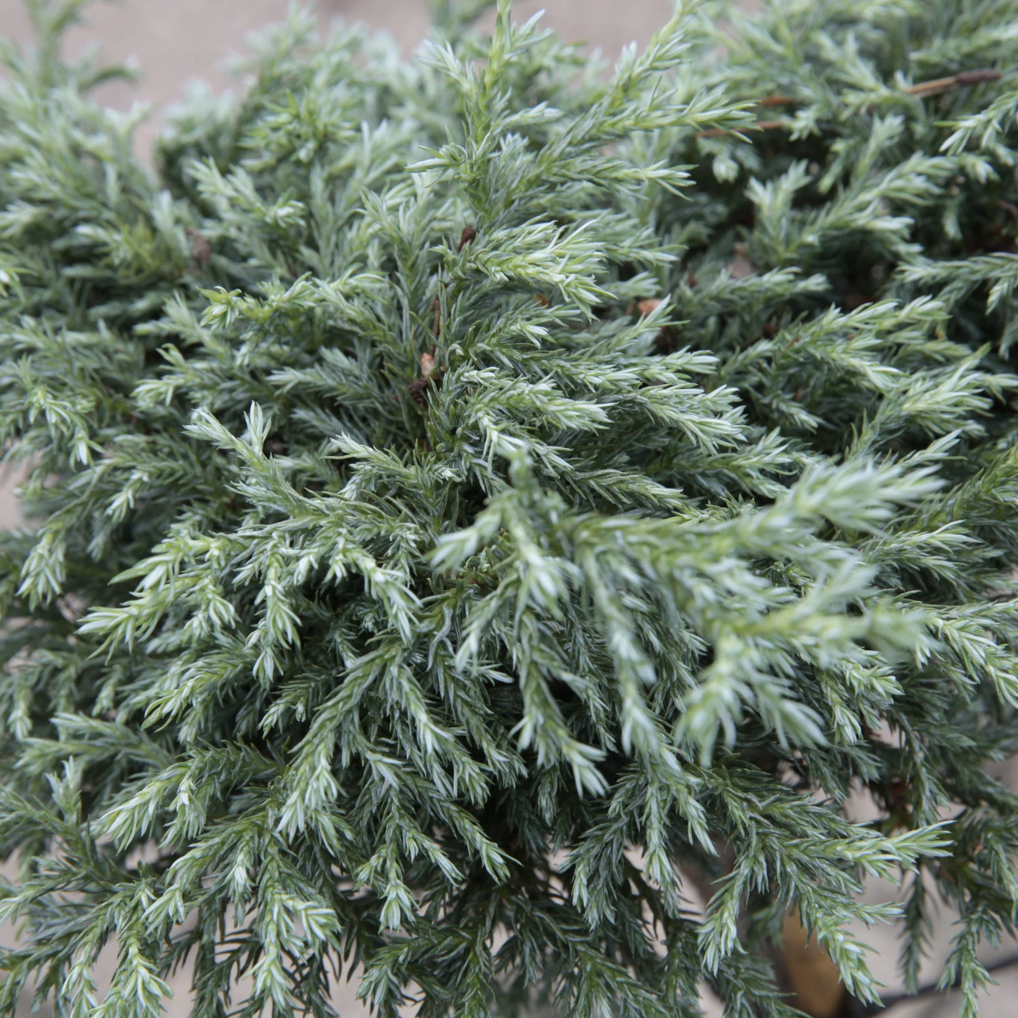 Blauer Zwerg-Wachholder 'Blue Star'