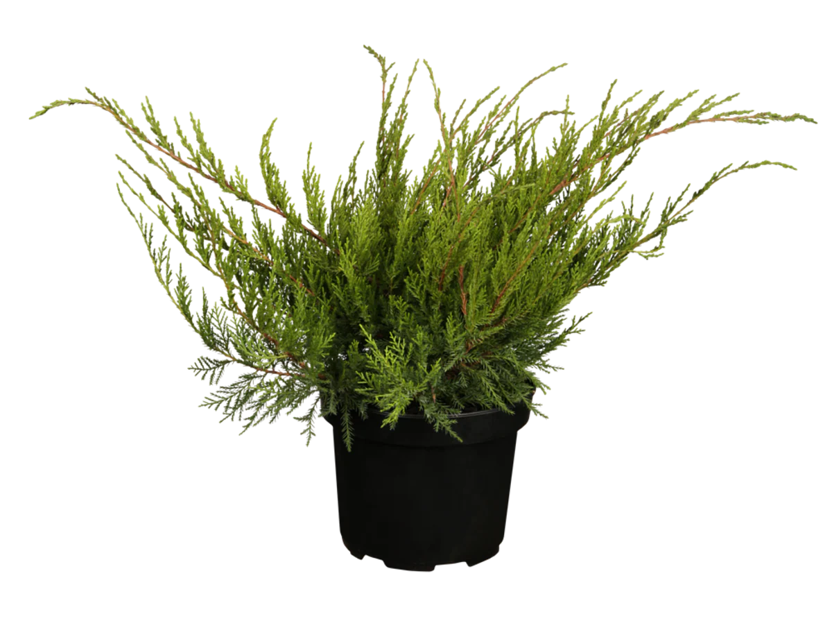 Blauer Zwergwachholder 'Mint Julep' - Image 2