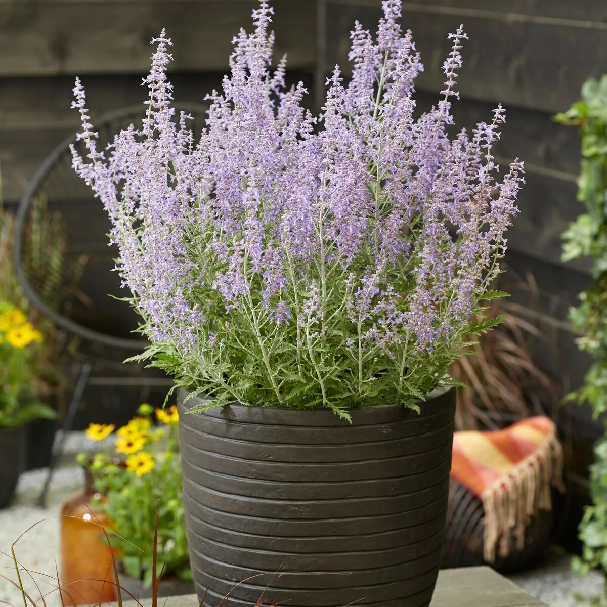 Blauraute 'Lacey Blue®' - Image 2