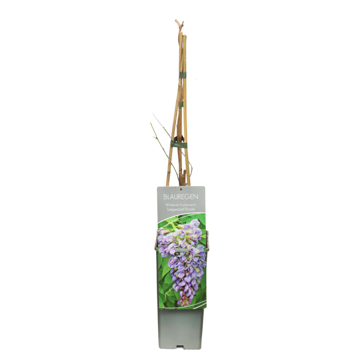 Blauregen 'Longwood Purple' - Image 2