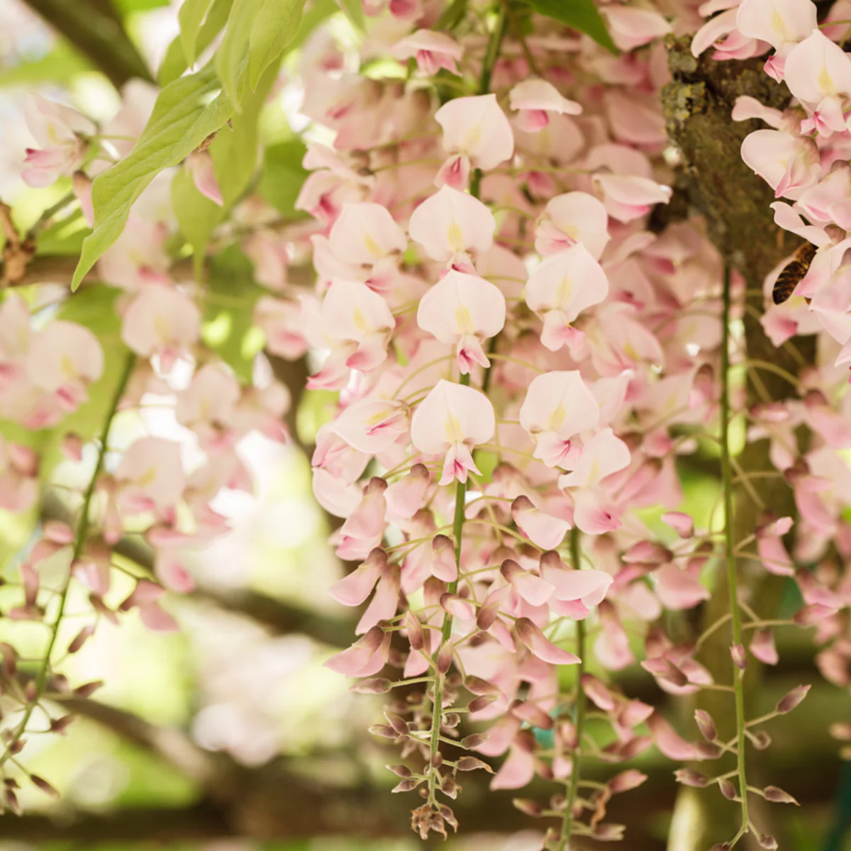 Blauregen 'Rosea'