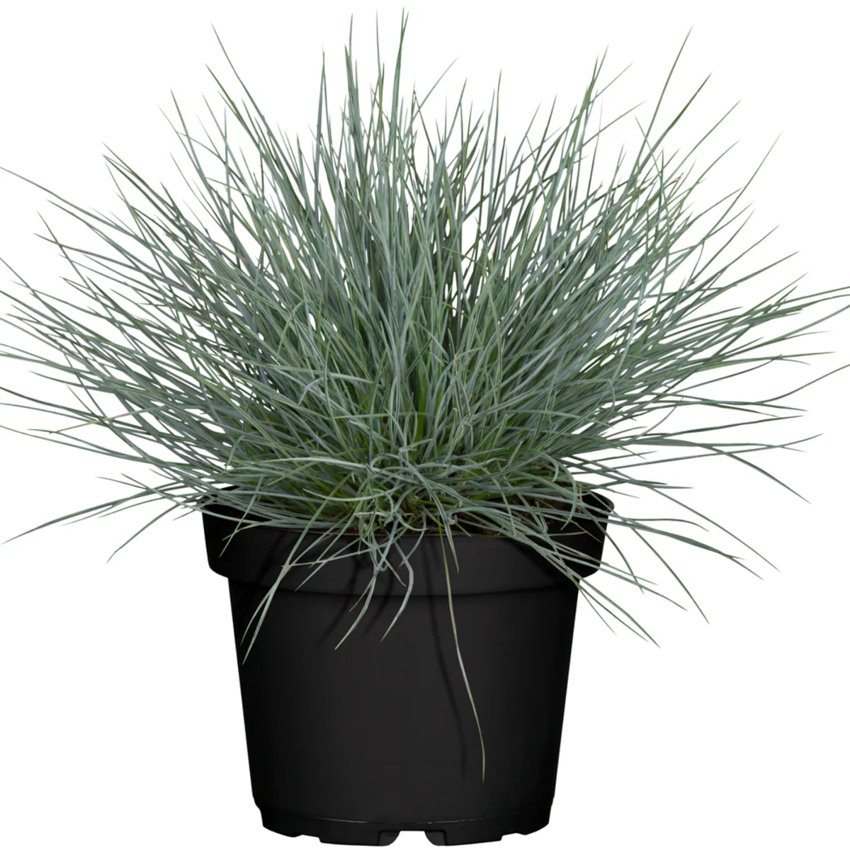 Blauschwingel - Image 2