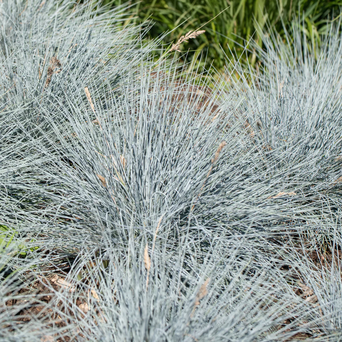 Blauschwingel - Image 3