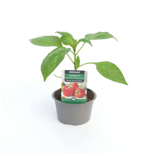 Blockpaprika 'Carisma' - Image 2