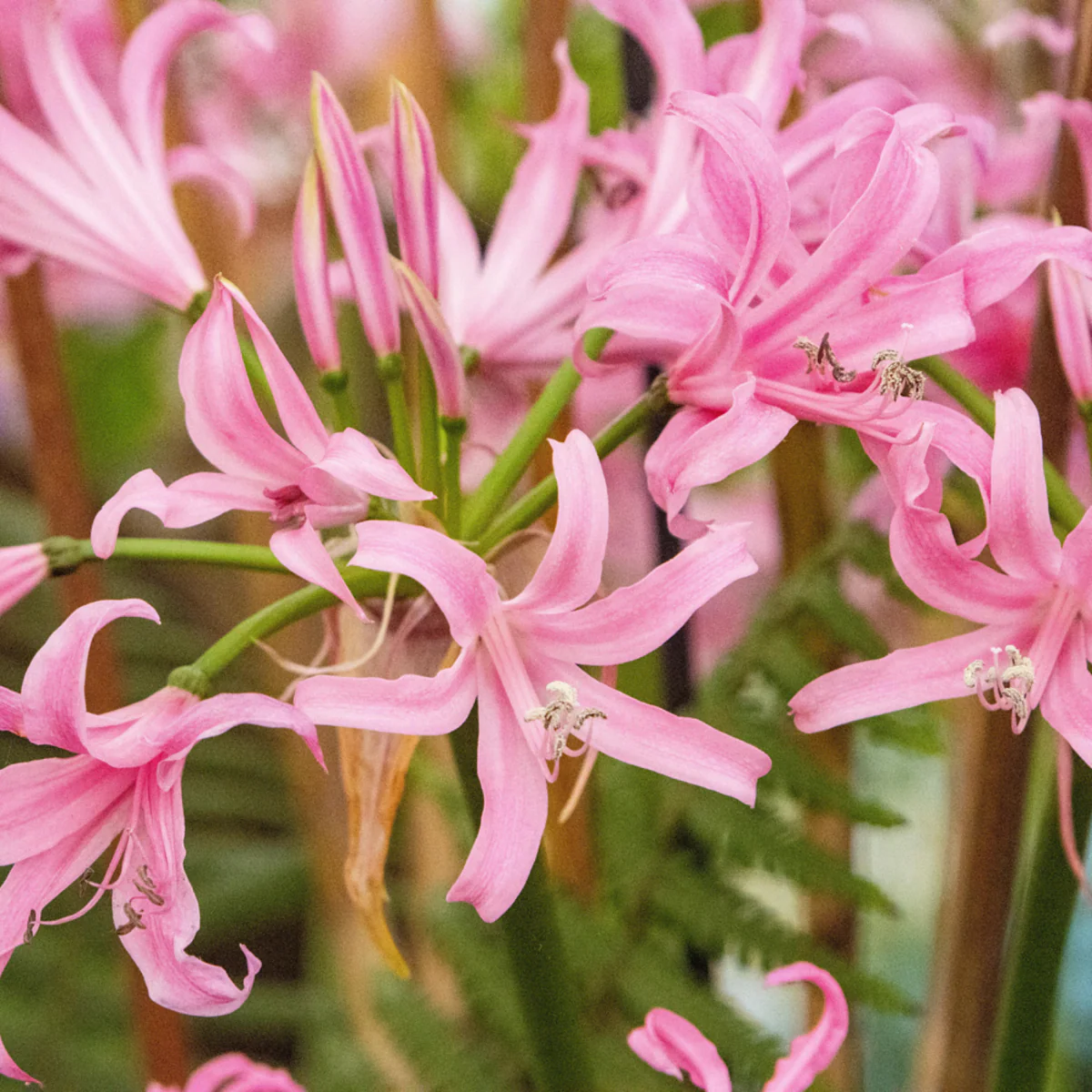 Blumenzwiebel-Mix "Tropisches Gefühl", 16 Zwiebeln - Image 3
