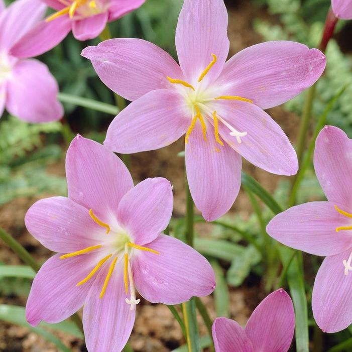 Blumenzwiebel-Mix "Tropisches Gefühl", 16 Zwiebeln - Image 5
