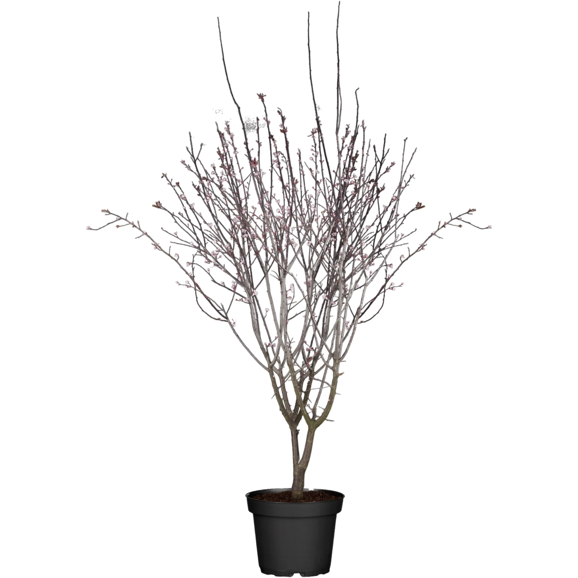 Blutpflaume 'Nigra' - Image 3