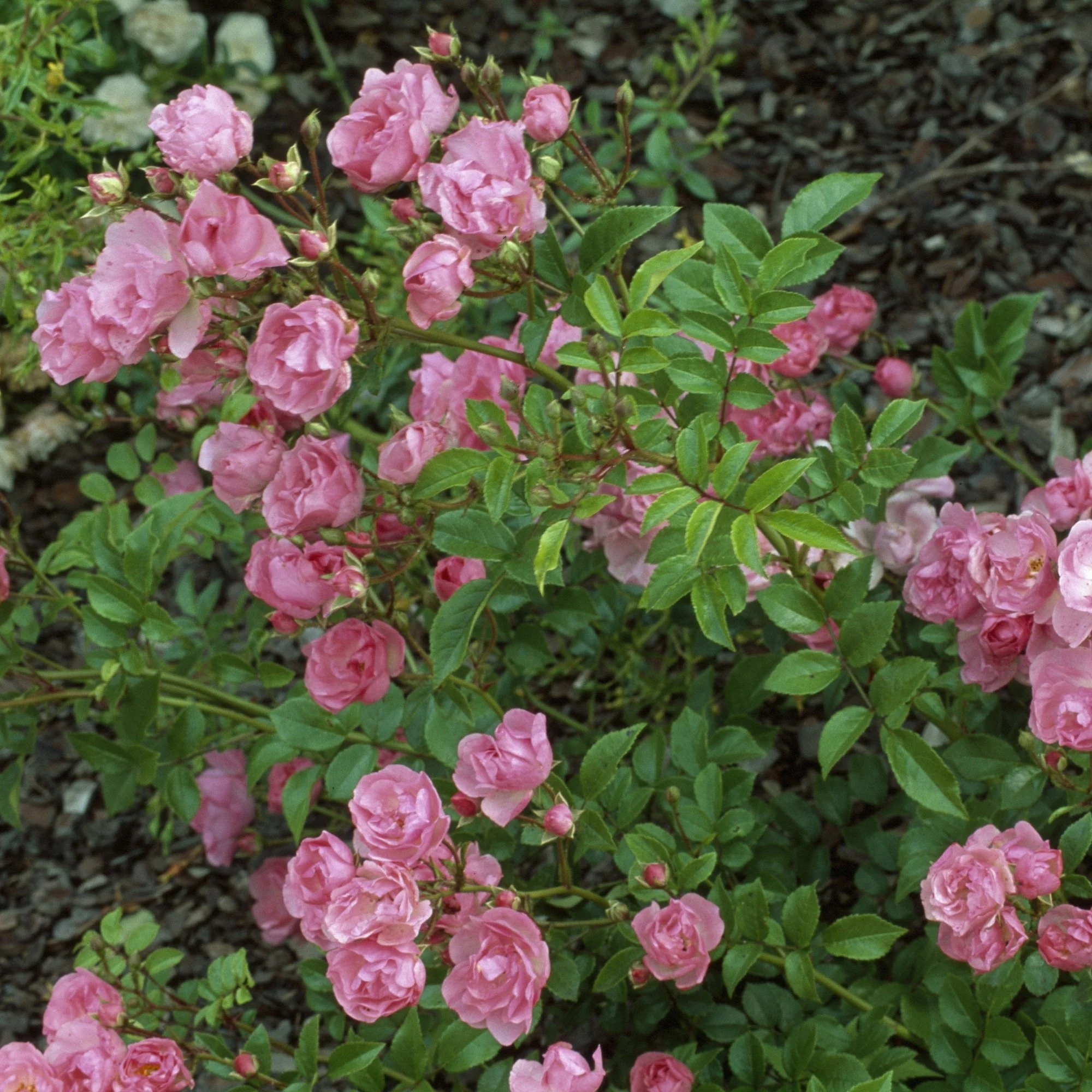 Bodendecker-Rose 'Lavender Dream®'