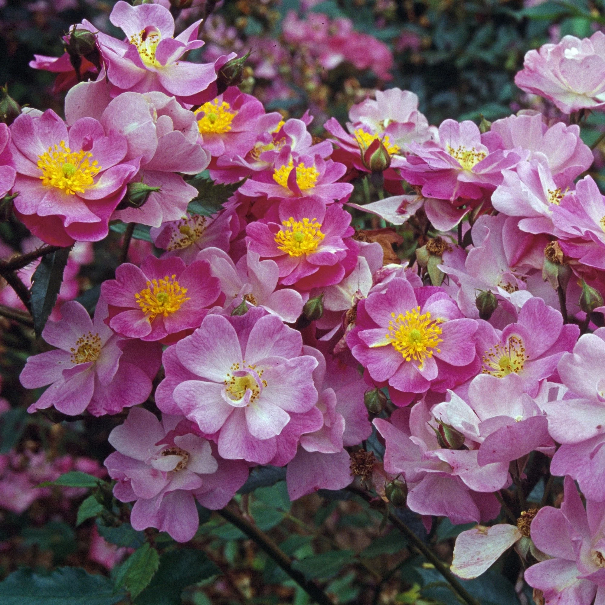 Bodendecker-Rose 'Lavender Dream®' - Image 2