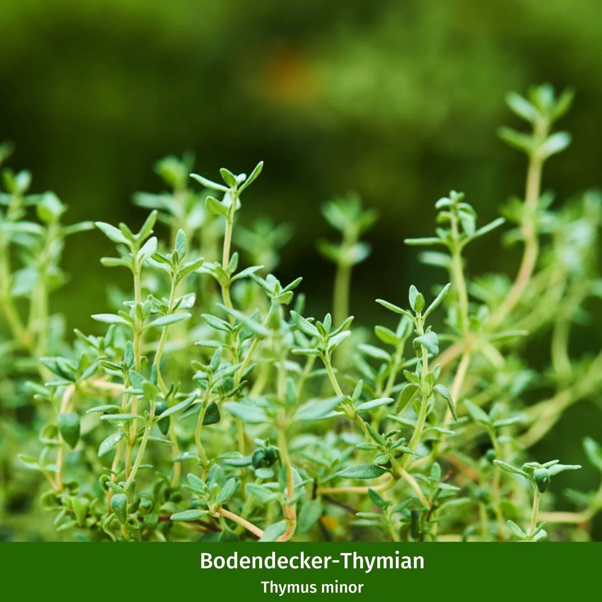 Bodendecker-Set "Thymian Teppich" - Image 6