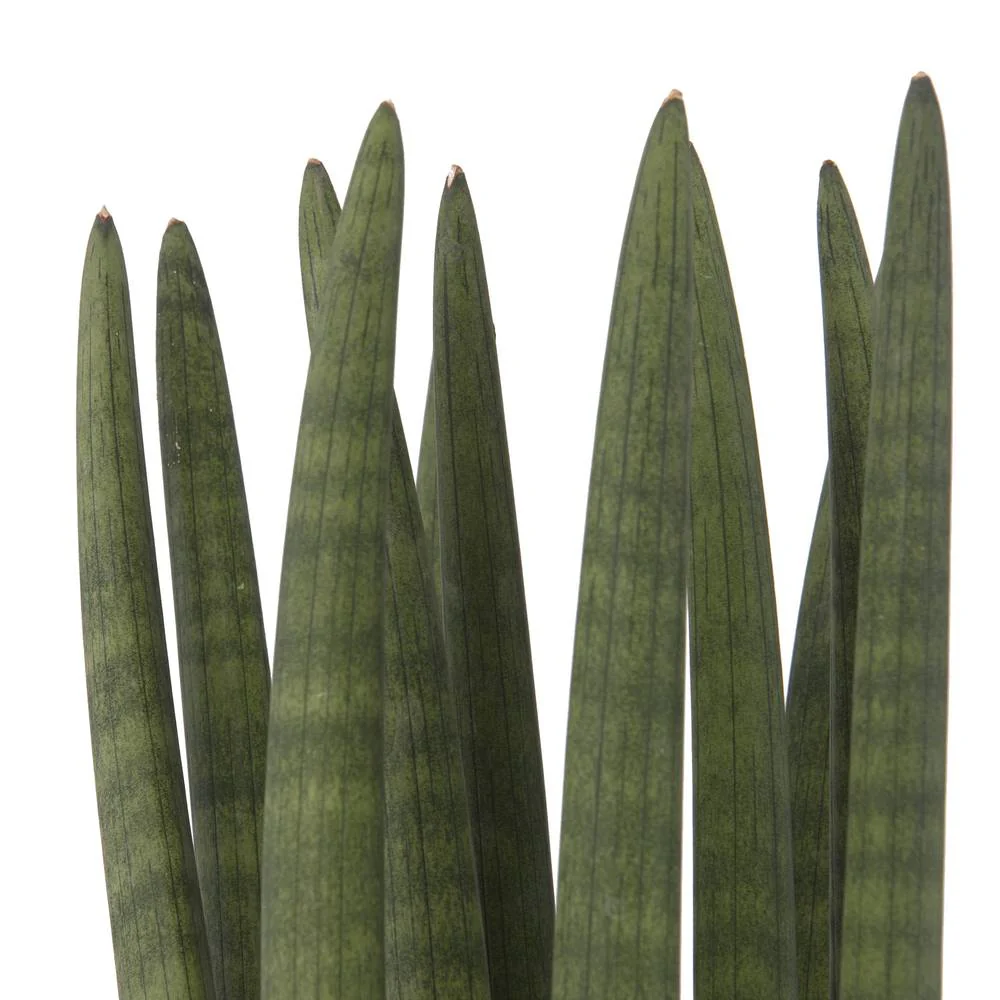 Bogenhanf 'Straight' - Image 6