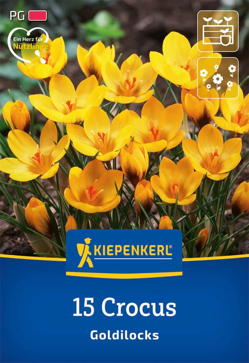 Botanischer Krokus 'Goldilocks', 15 Zwiebeln