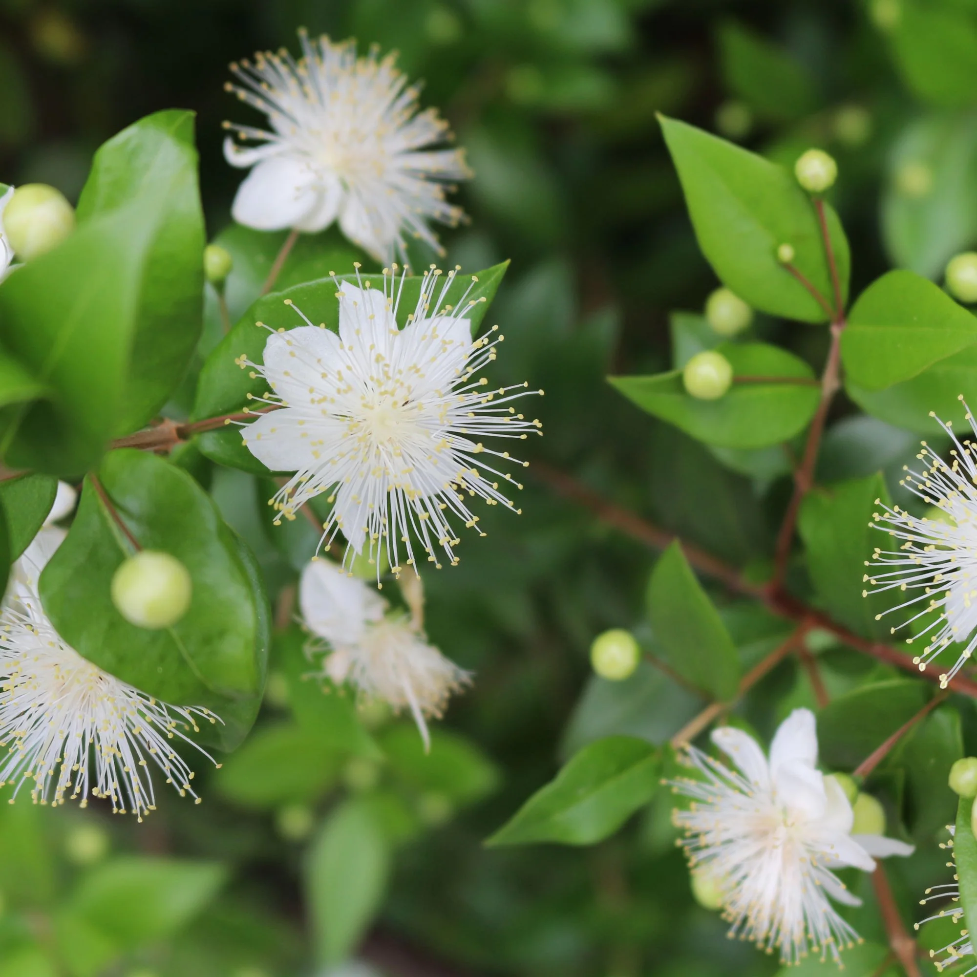 Braut-Myrte 'Microphylla', Busch