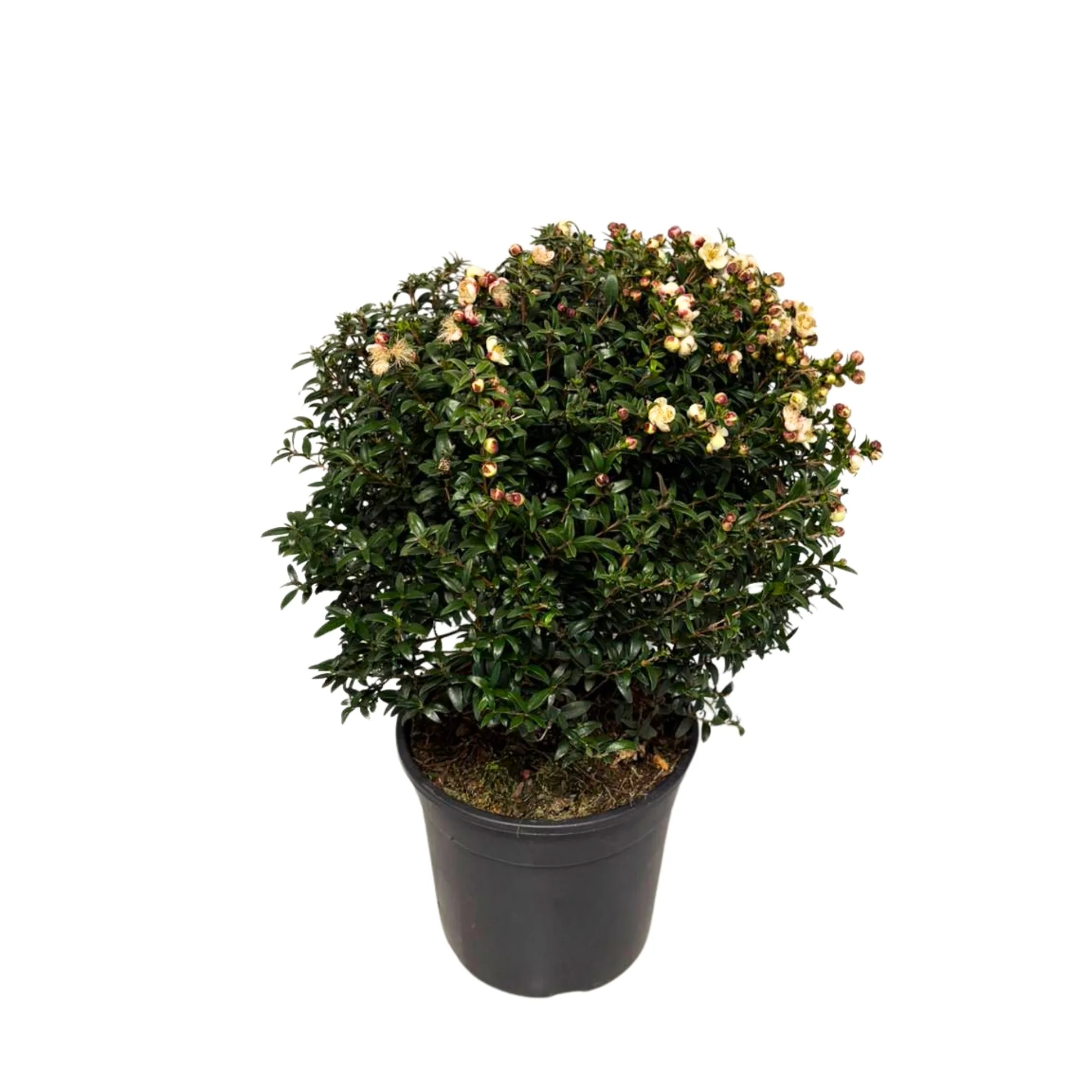 Braut-Myrte 'Microphylla', Busch - Image 2