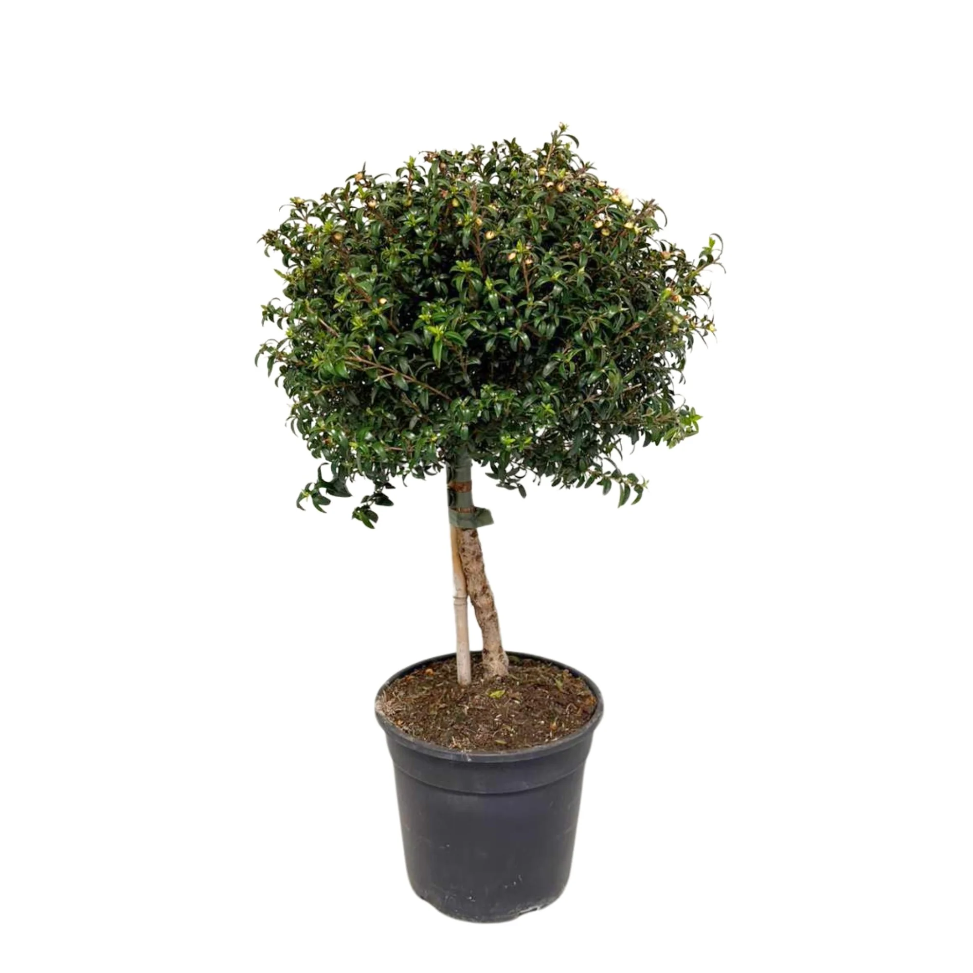 Braut-Myrte 'Microphylla', Stamm - Image 3